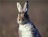 Mountain Hare's Avatar