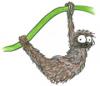 The Sloth's Avatar