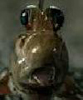 Mudskipper's Avatar