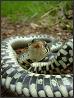 Grass Snake's Avatar