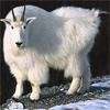 MountainGoat's Avatar