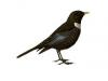 Ring ouzel's Avatar